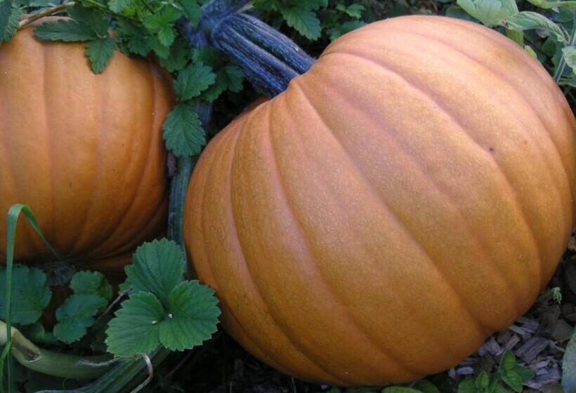 Отель Natur Aktiv Hof Thiem