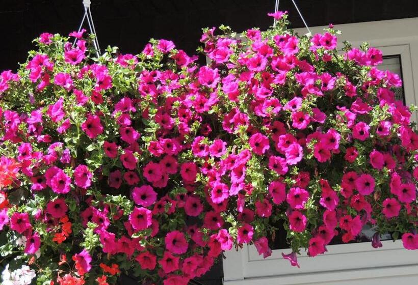 펜션 Ferienwohnungen Schäferhaus, Incl Meinecardplus