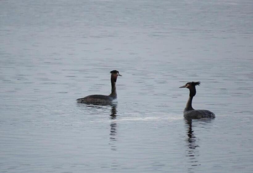 פנסיון Gast & Logierhaus Am Rheinsberger See