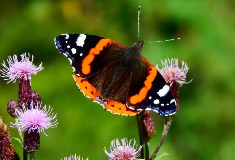 Пансион Gästehaus Kramer   Emde