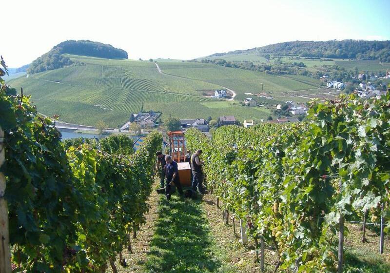 פנסיון Gästehaus Und Weingut Bernd Frieden