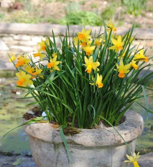 פנסיון The Mill