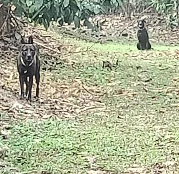 膳宿费 Coorg Kolamotte