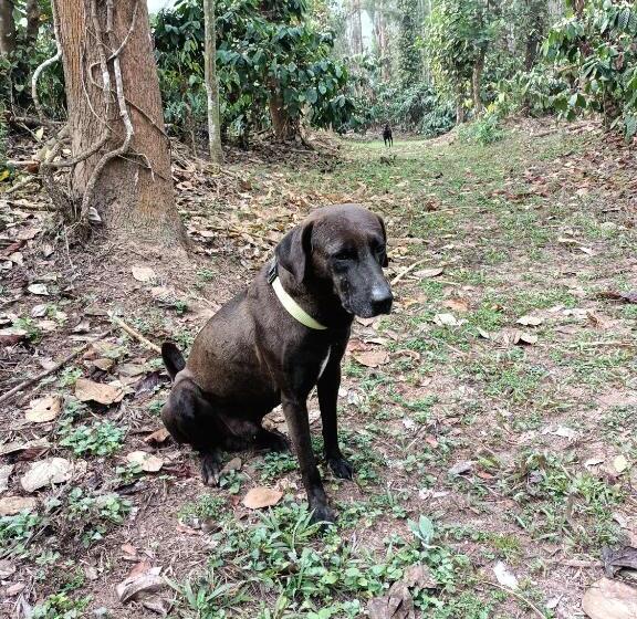 膳宿费 Coorg Kolamotte