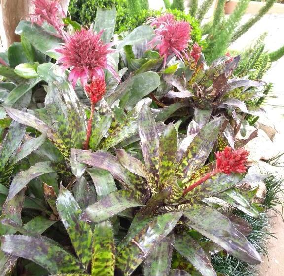 Пансион Pousada Neli