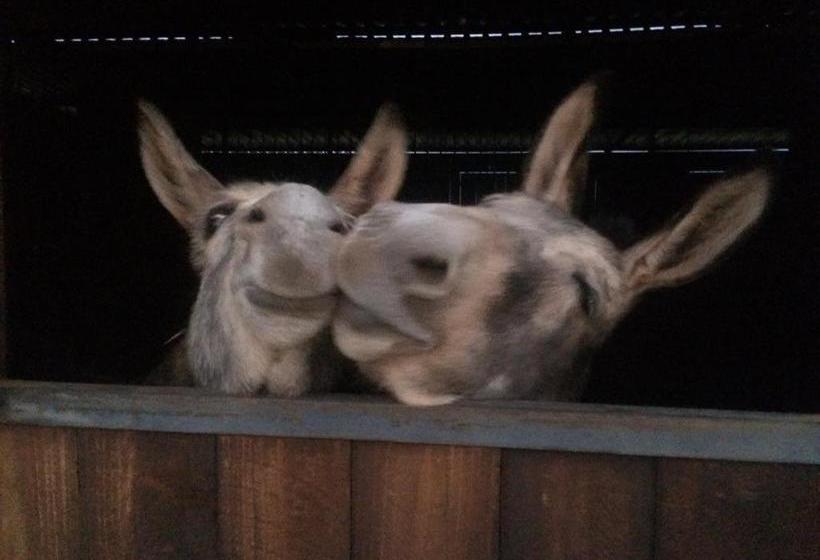 פנסיון Sanctuary Life Guest Farm