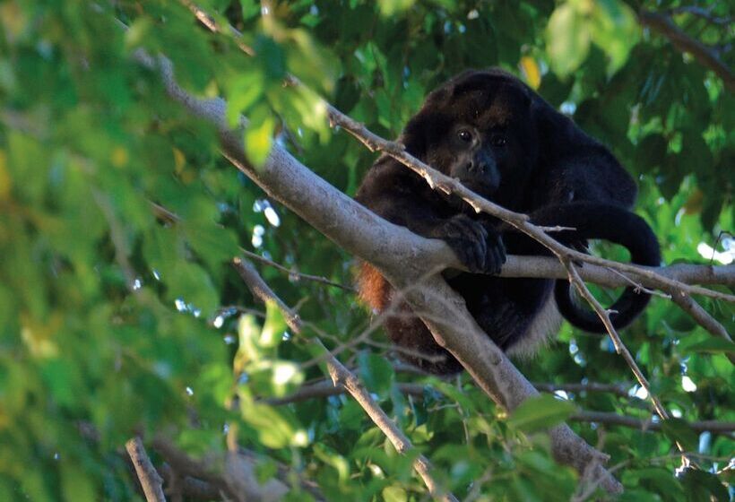 فندق Boho Tamarindo