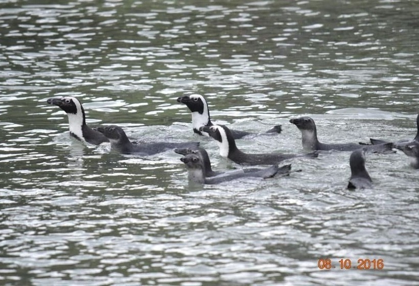 بنسيون Oceans Drift Guest House   Adults Only