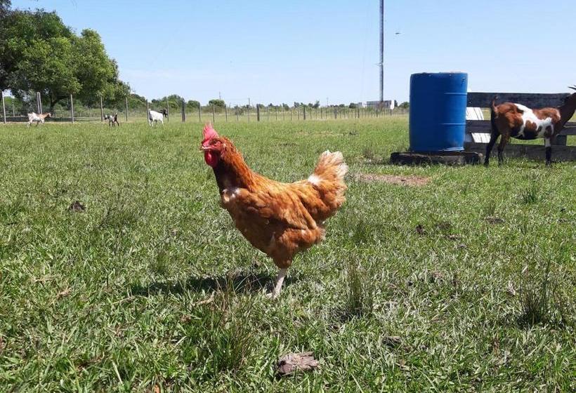 Общежитие Posada Del Pio, Granja