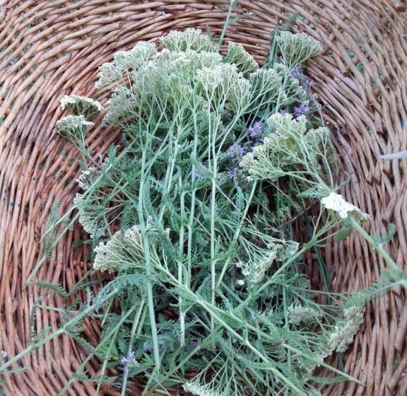 فندق Golemi Kamik Pirot