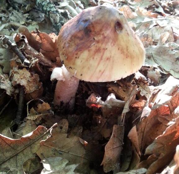 فندق Golemi Kamik Pirot