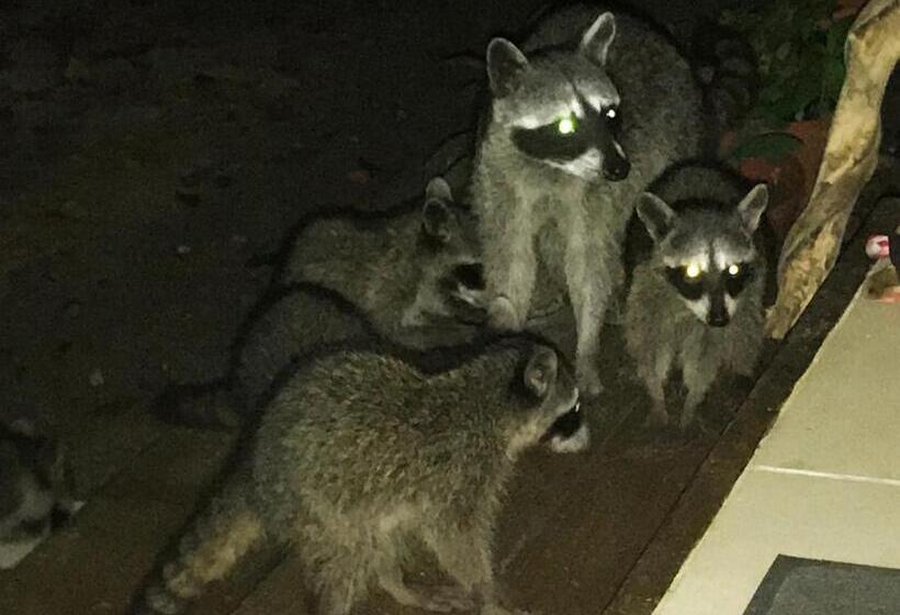 Boho Lodge Montezuma L&l