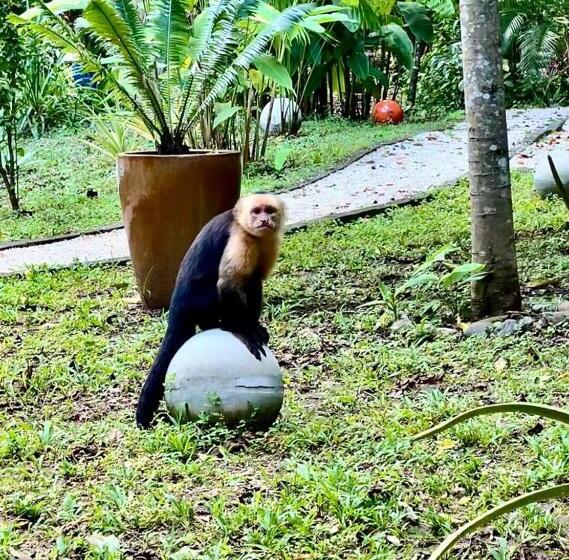 Boho Lodge Montezuma L&l