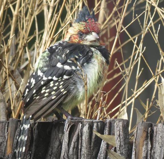 Пансион Fairview Cottages