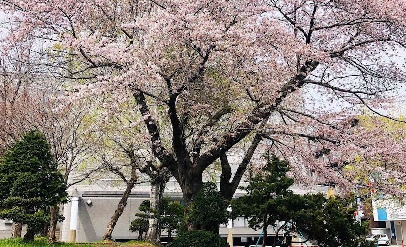 פנסיון Guesthouse Otaru Wanokaze