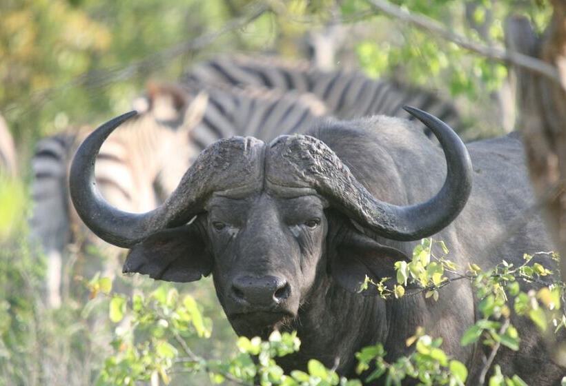 بنسيون La Barune Game Lodge