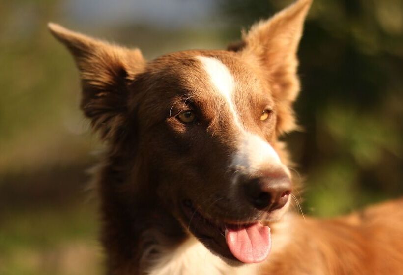 펜션 Buriti Ecoh Rnt56521