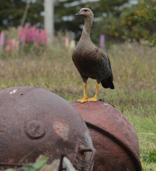 הוסטל Hospedaje Isla Magdalena