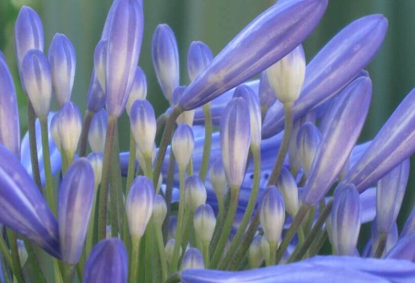 پانسیون Acara Guesthouse & Cottages