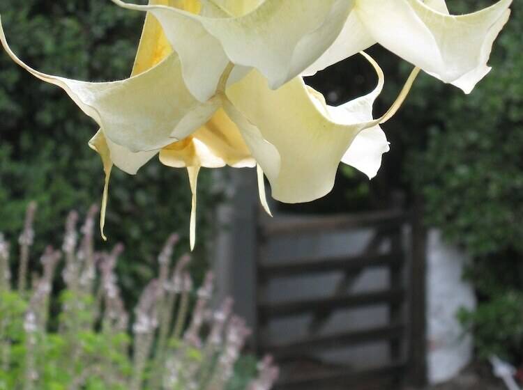 پانسیون Acara Guesthouse & Cottages