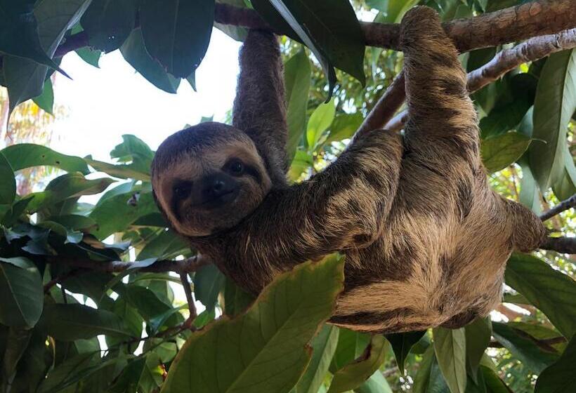 ペンション Amazônia Parksuítes