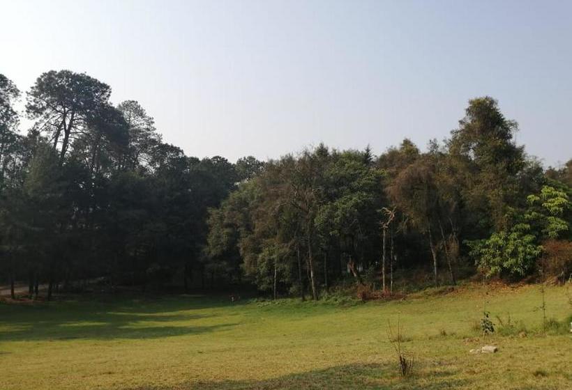 بنسيون Bosques