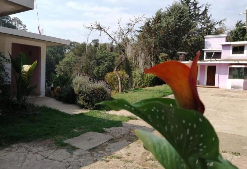 بنسيون Bosques