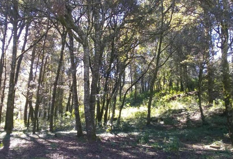 بنسيون Bosques