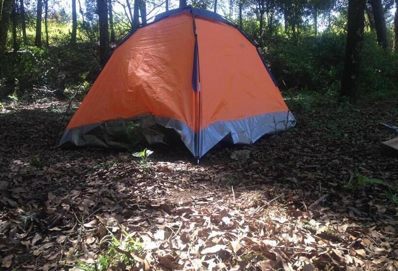 بنسيون Bosques