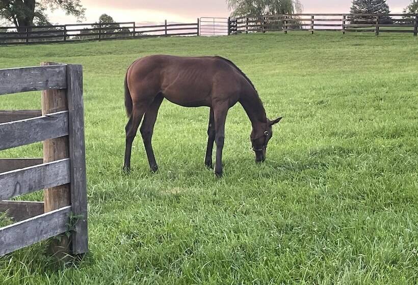 Pillow And Paddock B&b