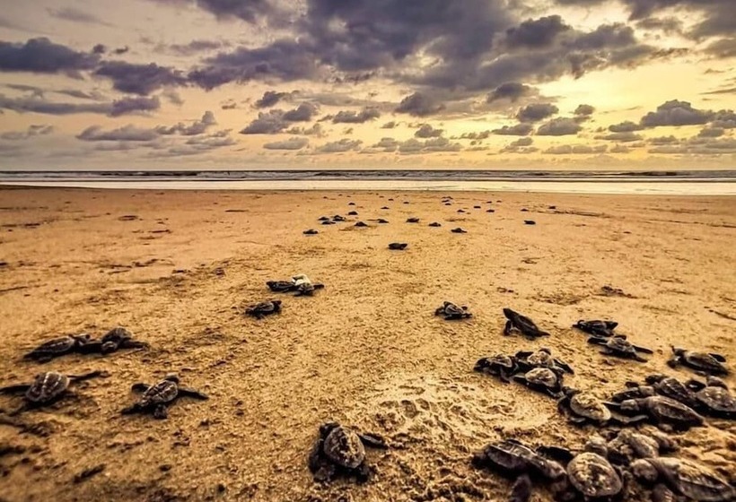 فندق Villas Punta Blanca