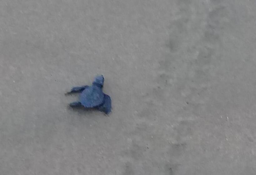 فندق Villas Punta Blanca