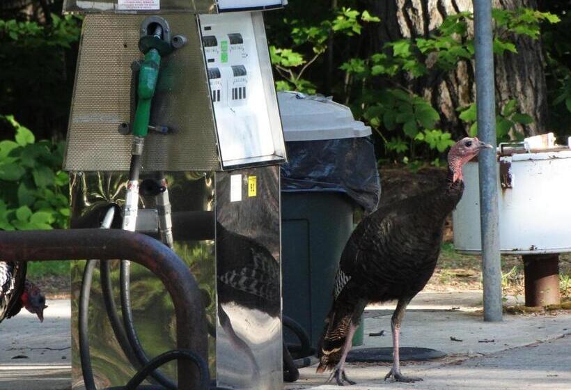 Мотель Buckhorn Resort