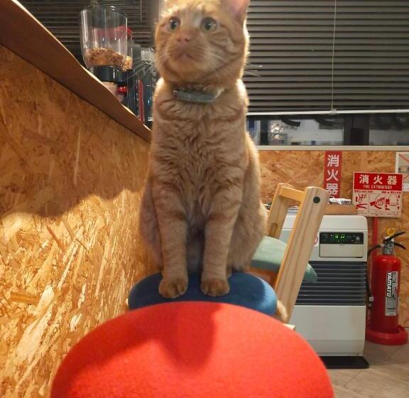 פנסיון Asahikawa Ride