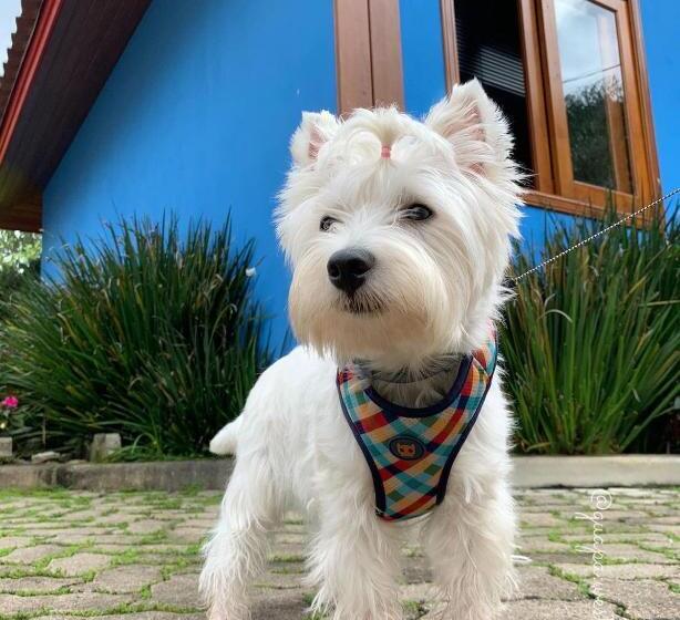 펜션 Pousada Déllis