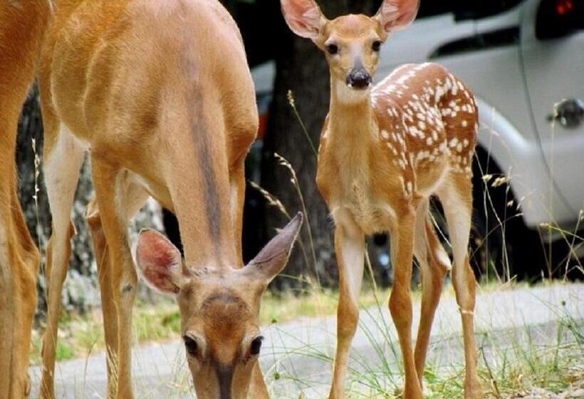 リゾートホテル Beaver Lake Cottages