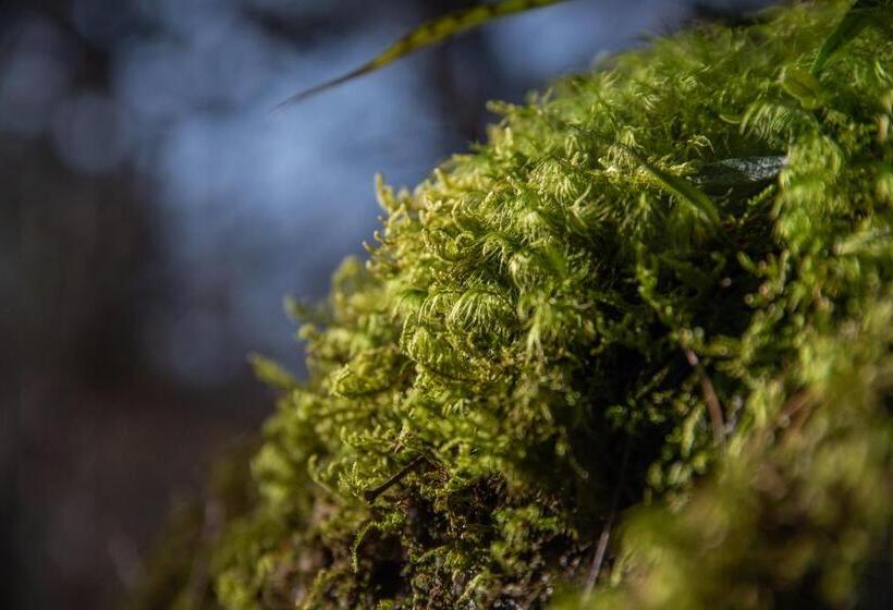 ריוקאן Kyousen