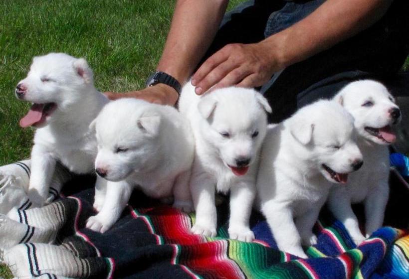 ペンション Arctic Chalet Resort