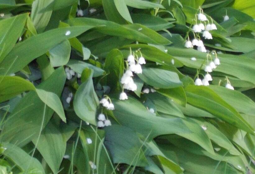 Alaska Chalet Bed & Breakfast