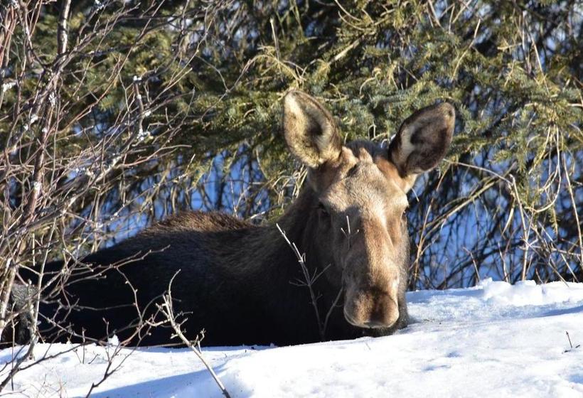 Alaska Chalet Bed & Breakfast