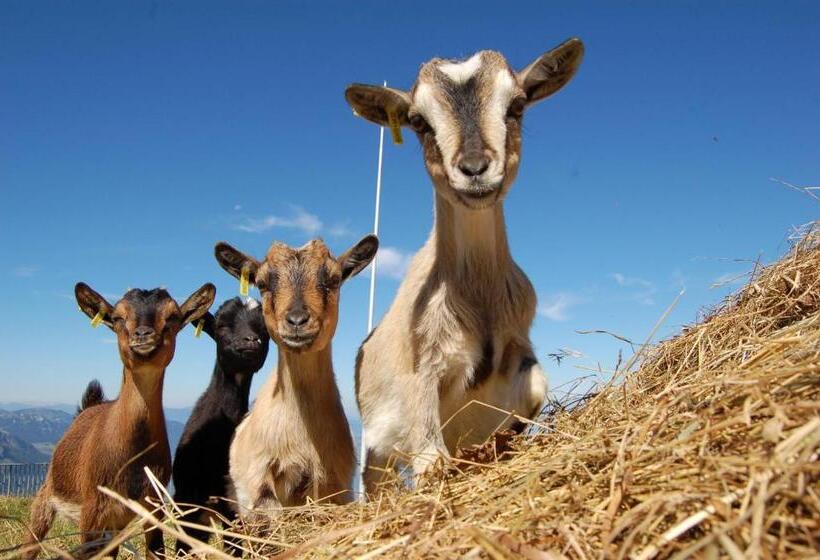 旅馆 Gipfelrestaurant Fronalpstock