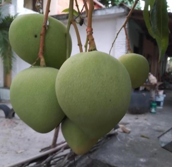 פנסיון Rancho Colcha De Retalho