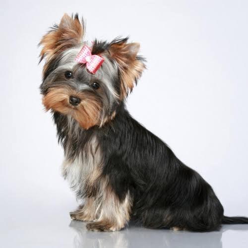 Общежитие Pousada Tartaruga Cumbuco