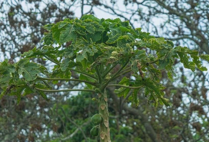 הוסטל Hostal Y Cabañas Aorangi