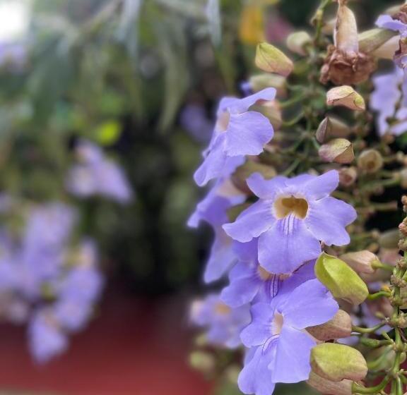 פנסיון Olho D água Pousada