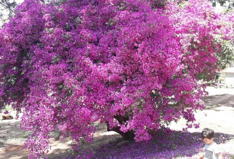Pensió Chalés Del Minas