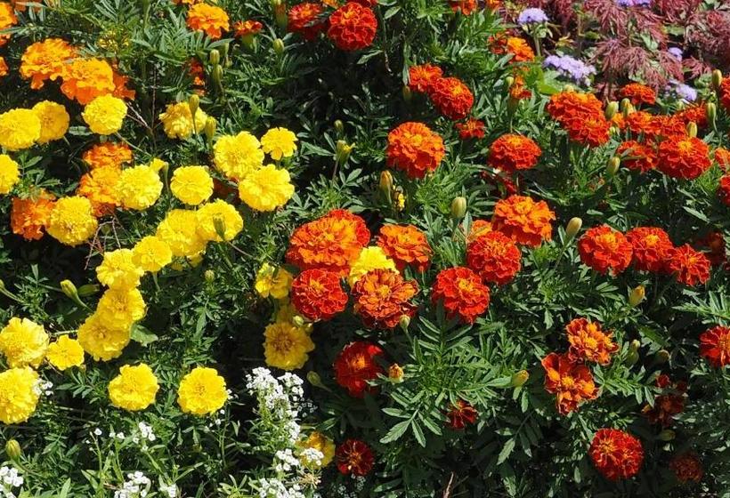 فندق Familienparadies Zeislerhof