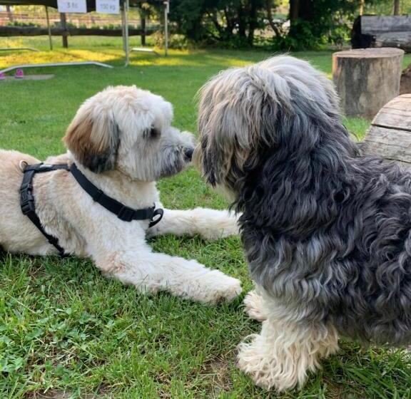 פנסיון Mohácsi Wellness Vendégház és Lovasklub