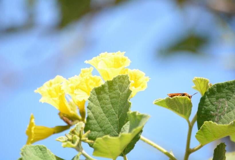 Пансион Hostal Muyuyo