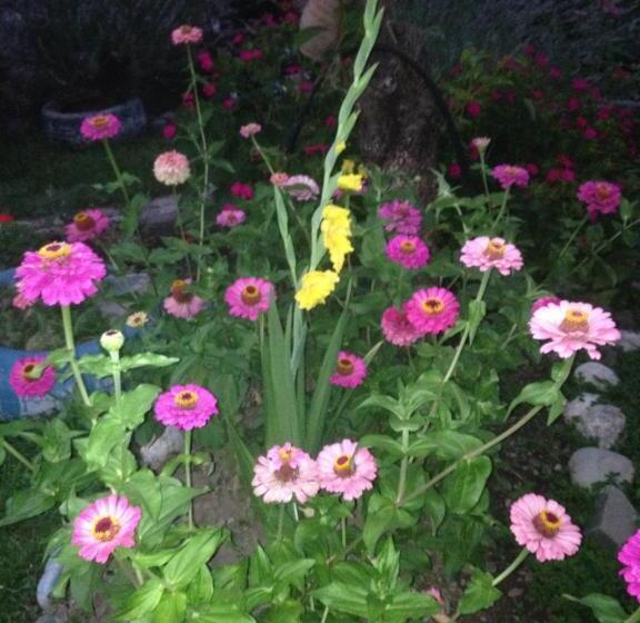 پانسیون Natia